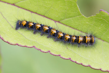 Коконопряд дубовый (Lasiocampa quercus)