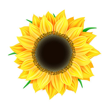 Vector sunflower isolated