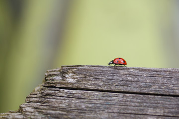 Ladybug