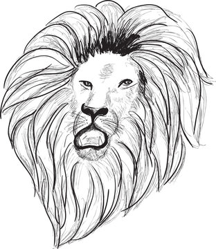 lion head black sketch on white