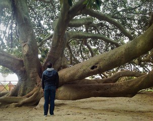 Albero secolare