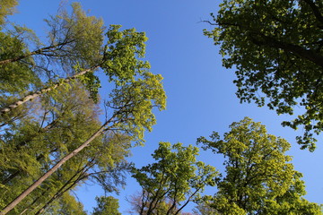 Schönbuch (Wald) im Frühjahr / Blick nach oben