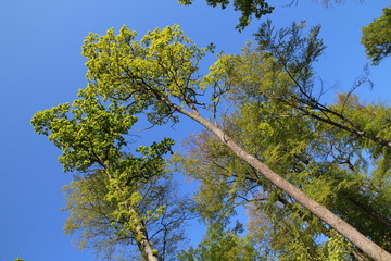 Schönbuch (Wald) im Frühjahr / Blick nach oben