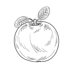 apple sketch