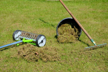 Moos entfernen