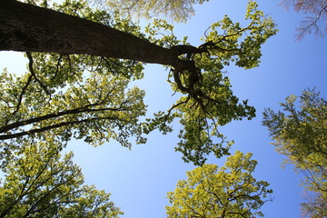 Schönbuch (Wald) im Frühjahr / Blick nach oben