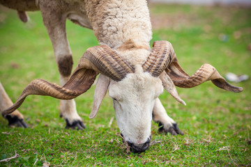 Close up view of a ram sheep head with large horns