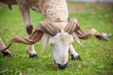 Papier Peint photo autocollant Moutons Close up view of a ram sheep head with large horns