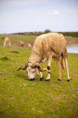 White ram sheep grazing in a green grass