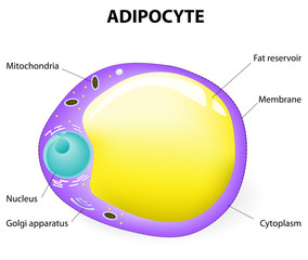 Adipocyte structure. fat cell