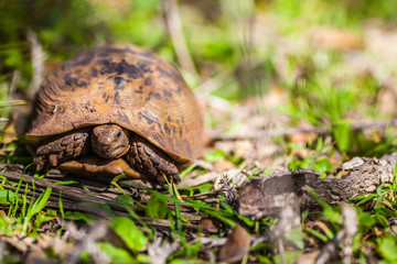 Terrestrial turtle resting on the grass
