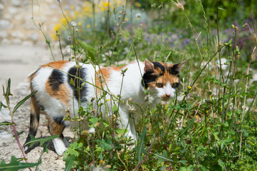 Tortoiseshell cat outdoor