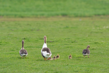 Gooses with goslings