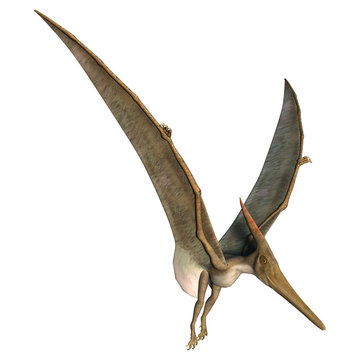 Landing Pteranodon
