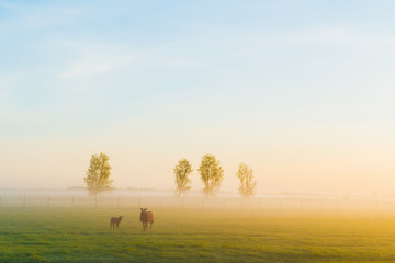 Sheep in the morning