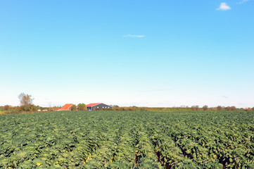Sprouts in the fields