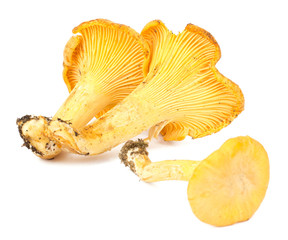 Yellow chanterelle isolated on white background