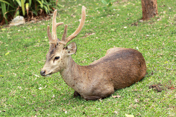 sika deer in the nature