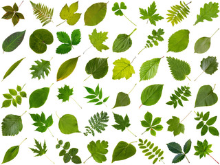 Big collection of different green leaves - obrazy, fototapety, plakaty