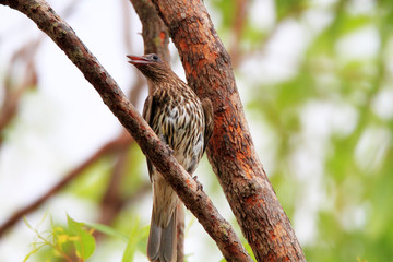 Olive-backed Oriole (Oriolus sagittatus) in Australia