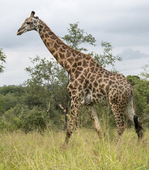 Naklejka na ściany i meble żyrafa w Afryce Południowej