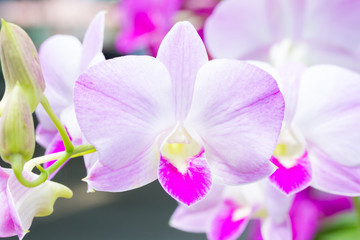 Fototapeta na wymiar Dendrobium orchid