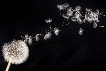 Kussenhoes Blowballs tegen de wind in © diegobergandi