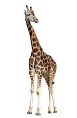 Rolgordijnen Giraf giraf geïsoleerd op witte achtergrond