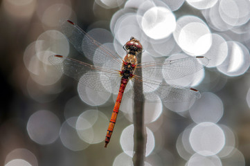 Rote Libelle