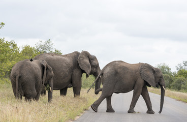 Fototapeta na wymiar grupa słoń w Kruger Park