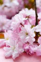 Japanische Kirschblüten