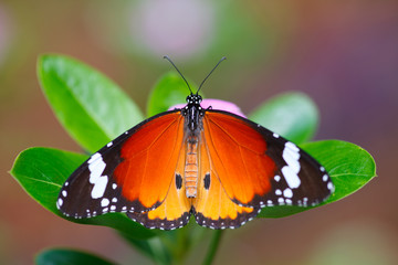 Fototapeta na wymiar tropikalny motyl
