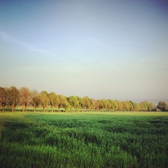 line of trees
