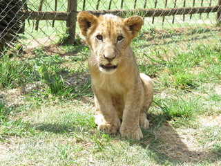 Babylöwe im Lion Park Johannesburg Südafrika