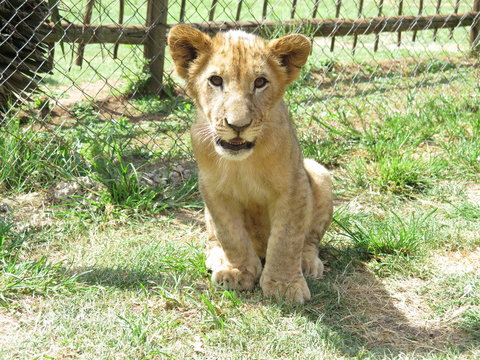 Fototapeta Babylöwe im Lion Park Johannesburg Südafrika