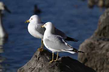 Ring-billed Gull
