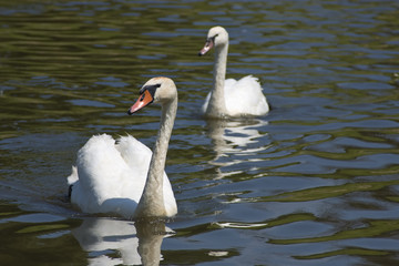 Two swans on river or lake