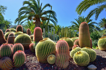 Cactus garden