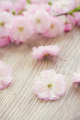 Obraz na płótnie Canvas pink cherry flowers