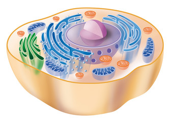 Human animal cell