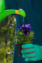 Watering pansy flower