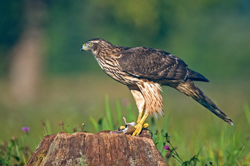 Goshawk with a mouse