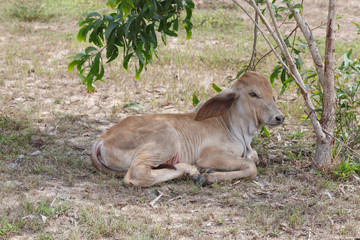 Thai cows in field at thailand