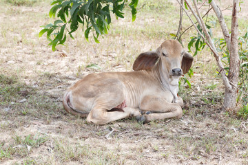 Thai cows in field at thailand