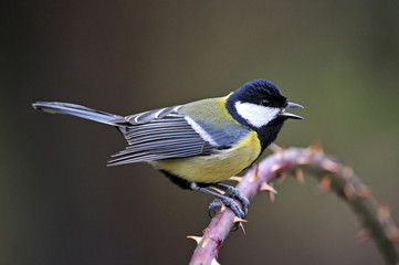 Great tit