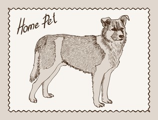 home pet dog