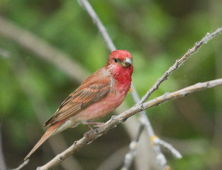 Common Rosefinch on the branch