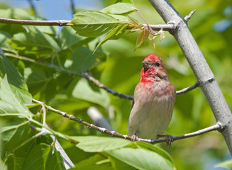 Common Rosefinch on the branch