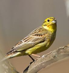 Yellowhammer on the branch