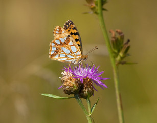 Pearl-bordered Fritillary on Common Knapweed